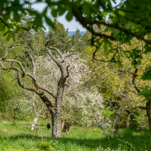 Tag-der-Streuobstwiese_Kappelbuck-2025__24